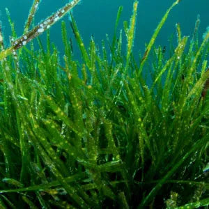 Spirulina Wirkung: Was Studien zu Nährstoffen, Blutdruck und Sicherheit wirklich zeigen