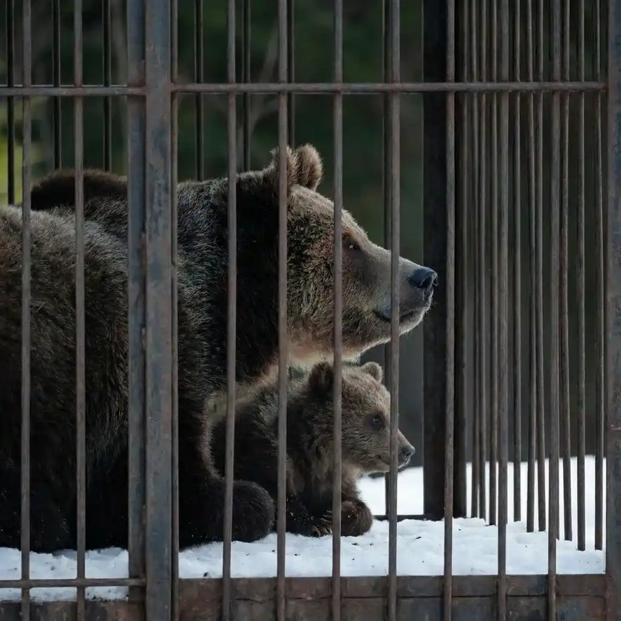 VEYT™ unterstützt Tierschutz in Europa – Tiere in guten Händen